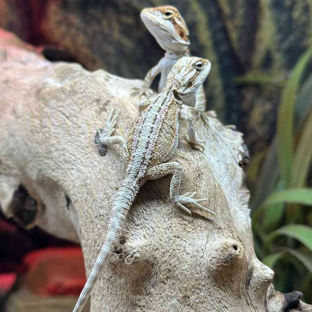 Image of a pet breed in the gallery