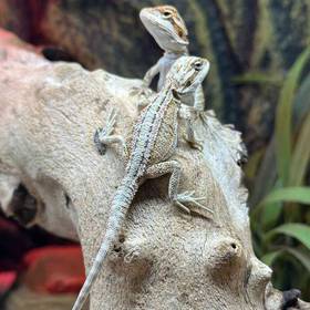 Bearded Dragon