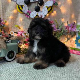 Maltipoo