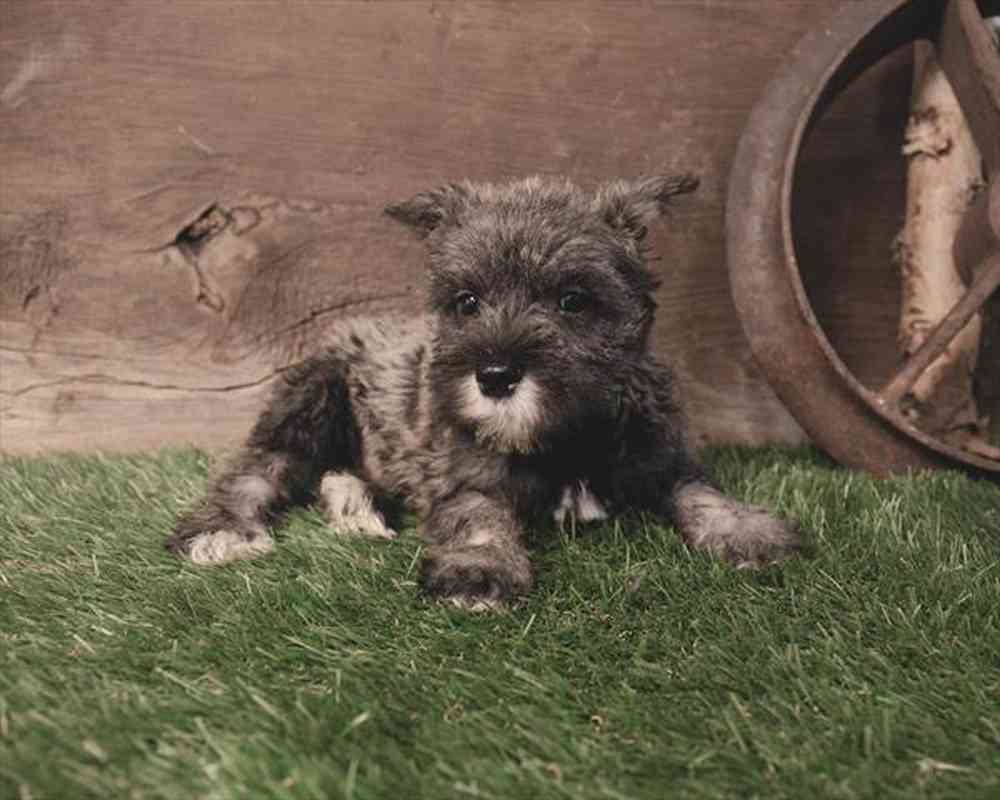 carousel pet images