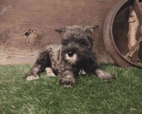 Mini Schnauzer