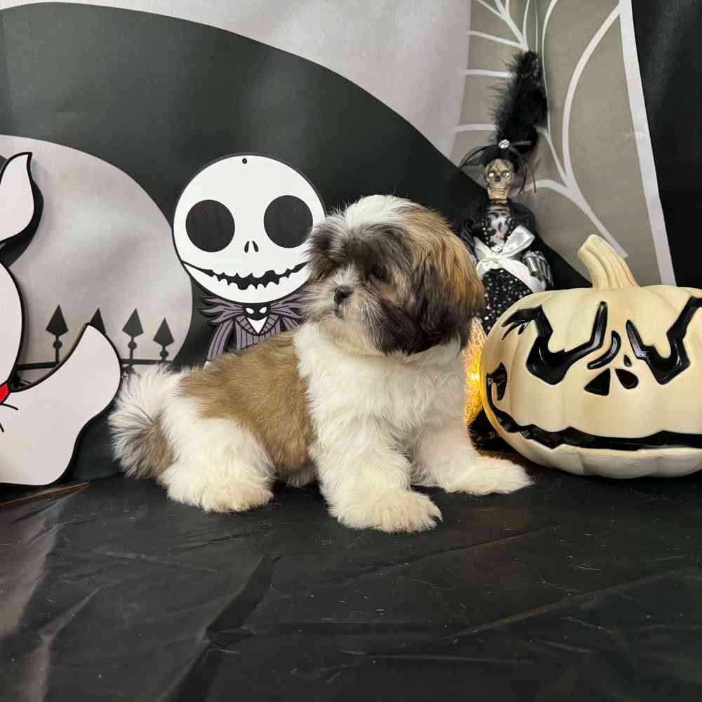 carousel pet images