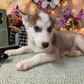 Siberian Husky