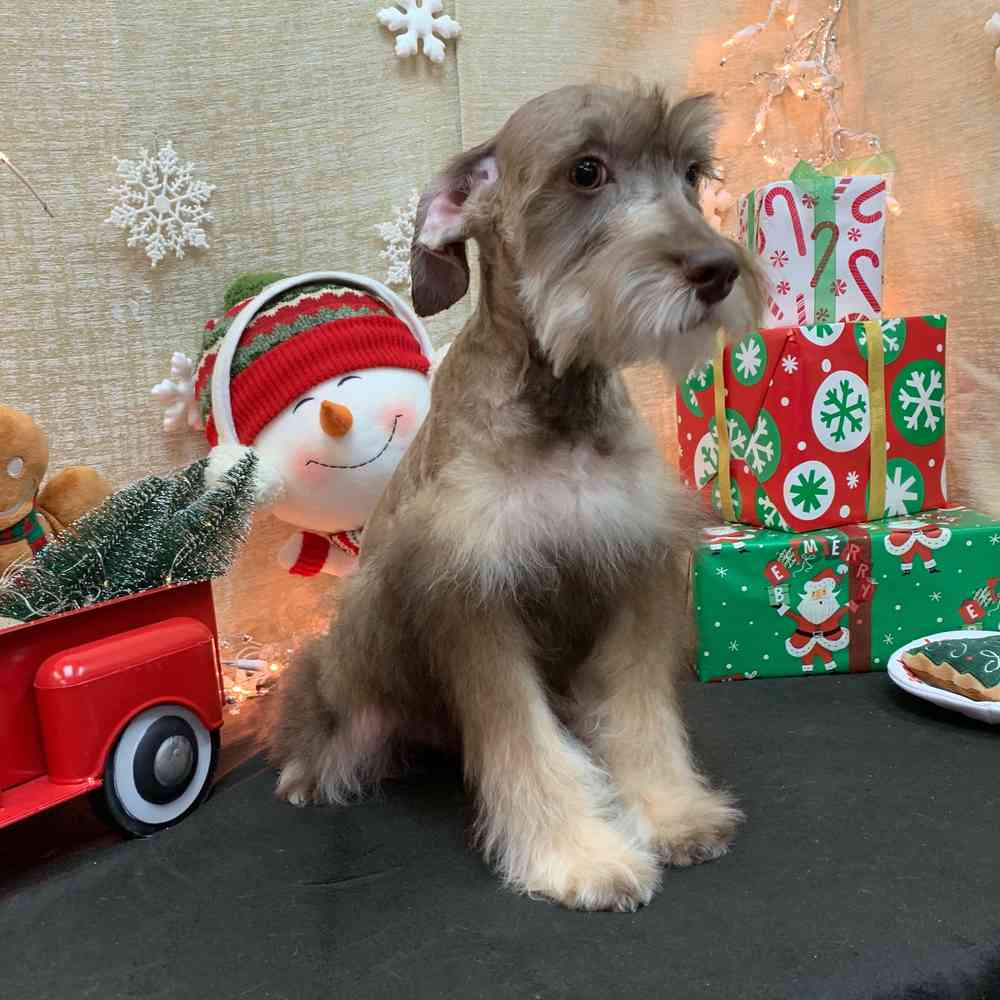 carousel pet images