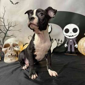 Boston Terrier