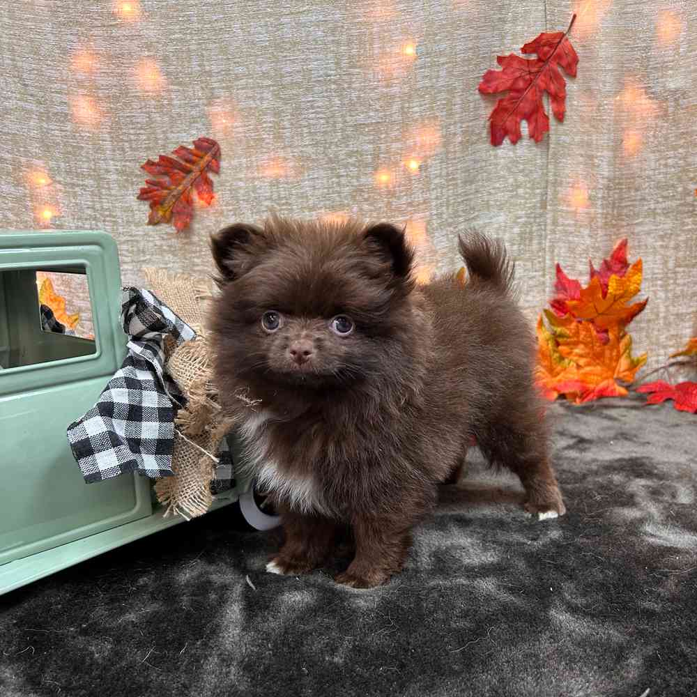 carousel pet images