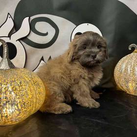 Shih-Poo