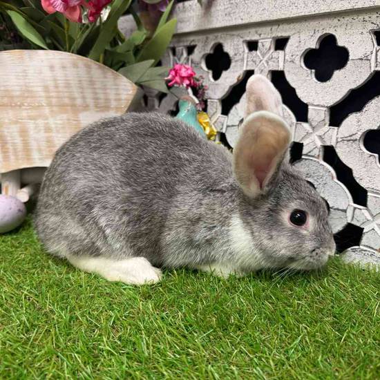 Holland Lop Mini Rex Mix