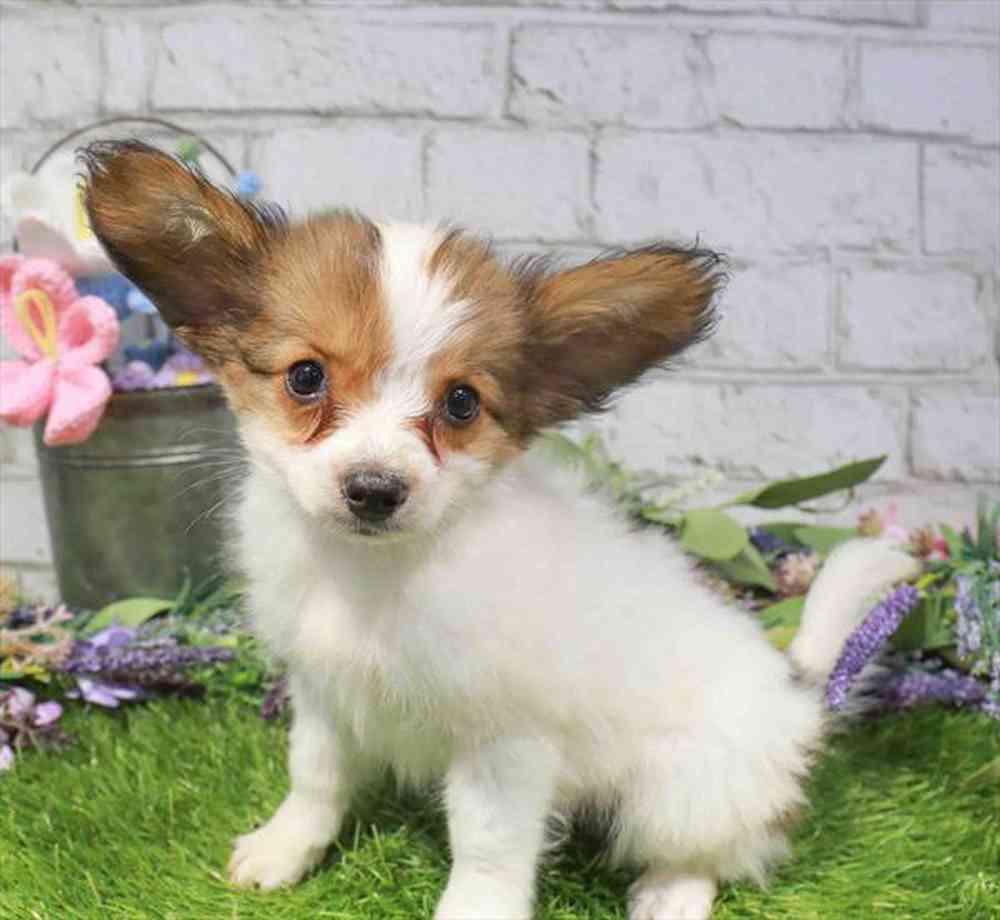 carousel pet images