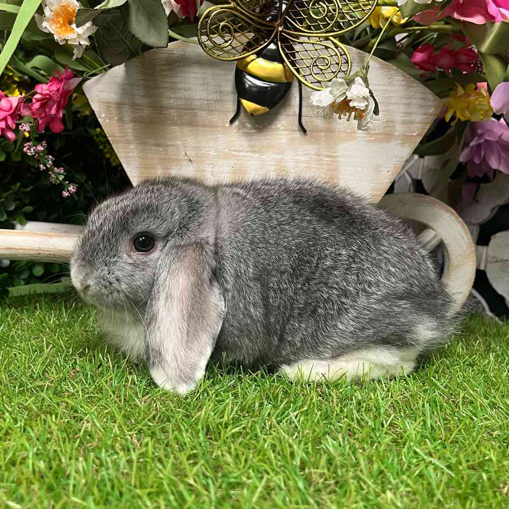 carousel pet images