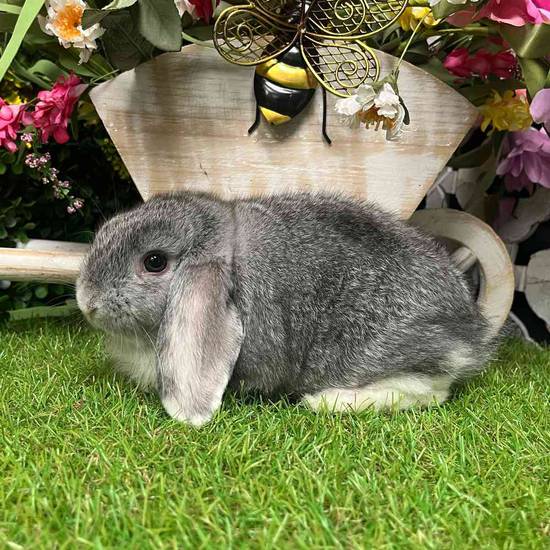 Holland Lop
