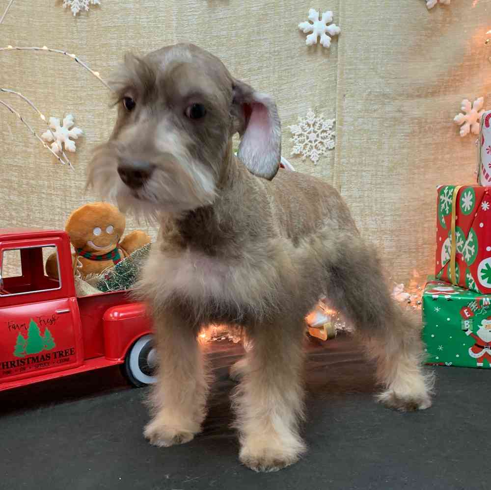 carousel pet images