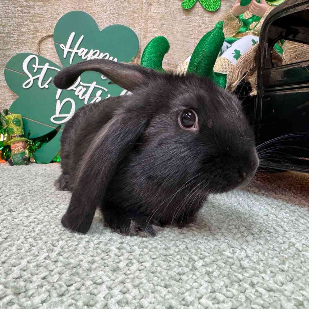 Image of a pet breed in the gallery
