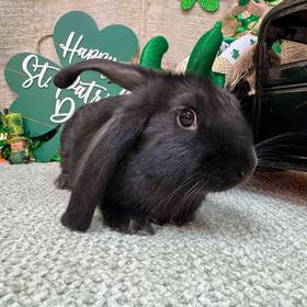 Flemish Giant Mix