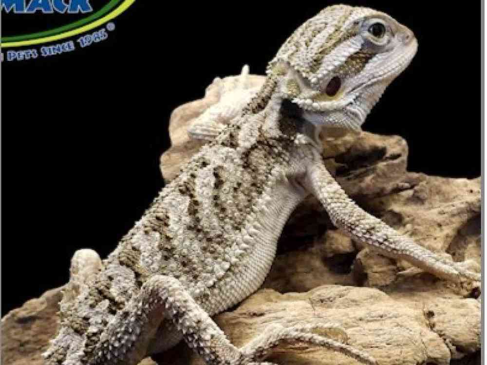 Bearded Dragon Reptile for sale Pets Plus Stafford