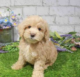 Cockapoo