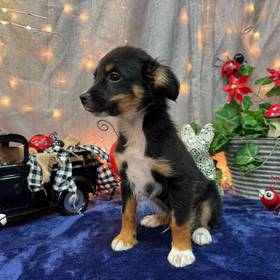 Toy Australian Shepherd