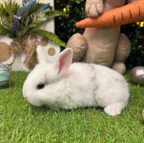 Flemish Giant Mix