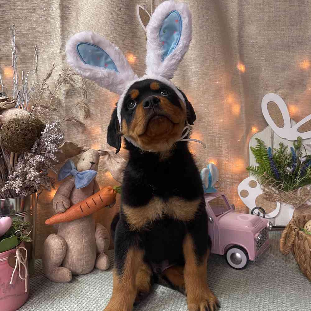 carousel pet images