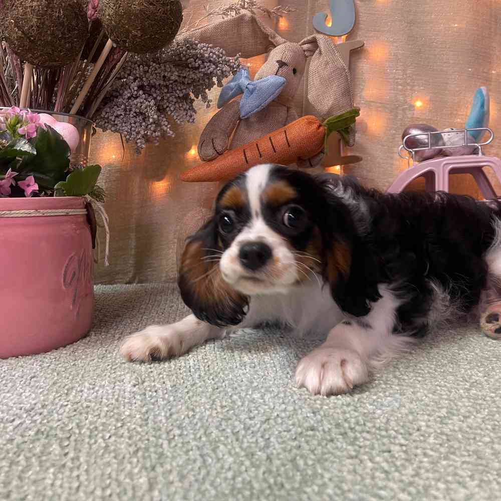 carousel pet images