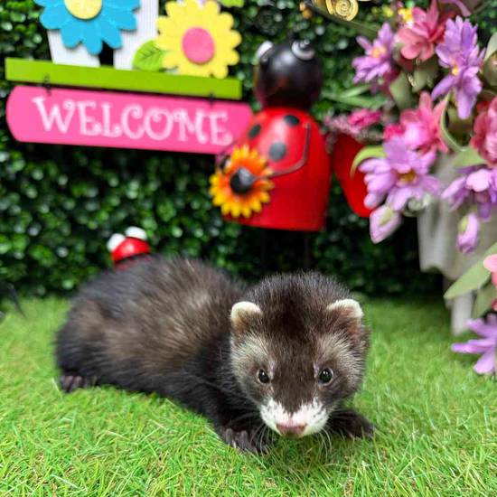 Ferret