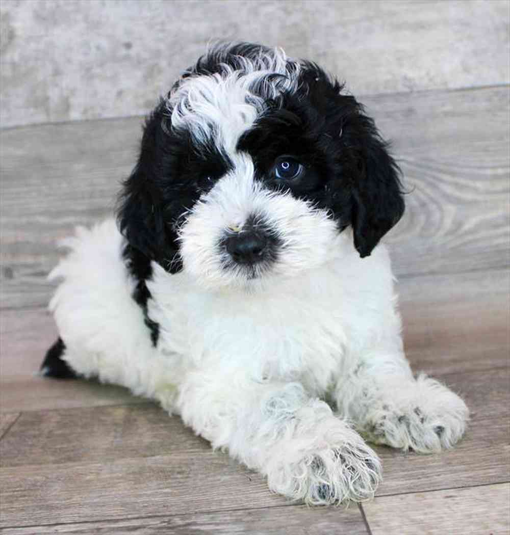carousel pet images