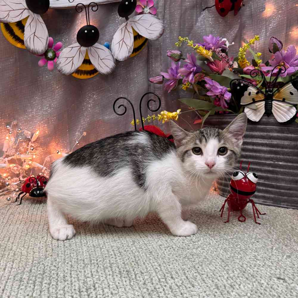 Image of a pet breed in the gallery