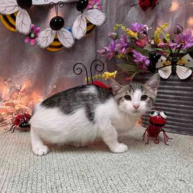 Domestic Kitten