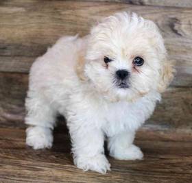 Shih-Poo