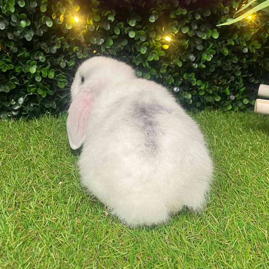 Holland Lop