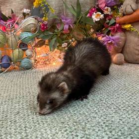 Ferret