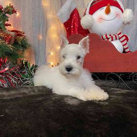 Mini Schnauzer