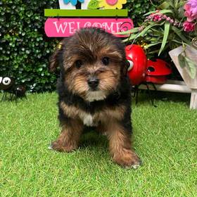 Yorkie-Poo