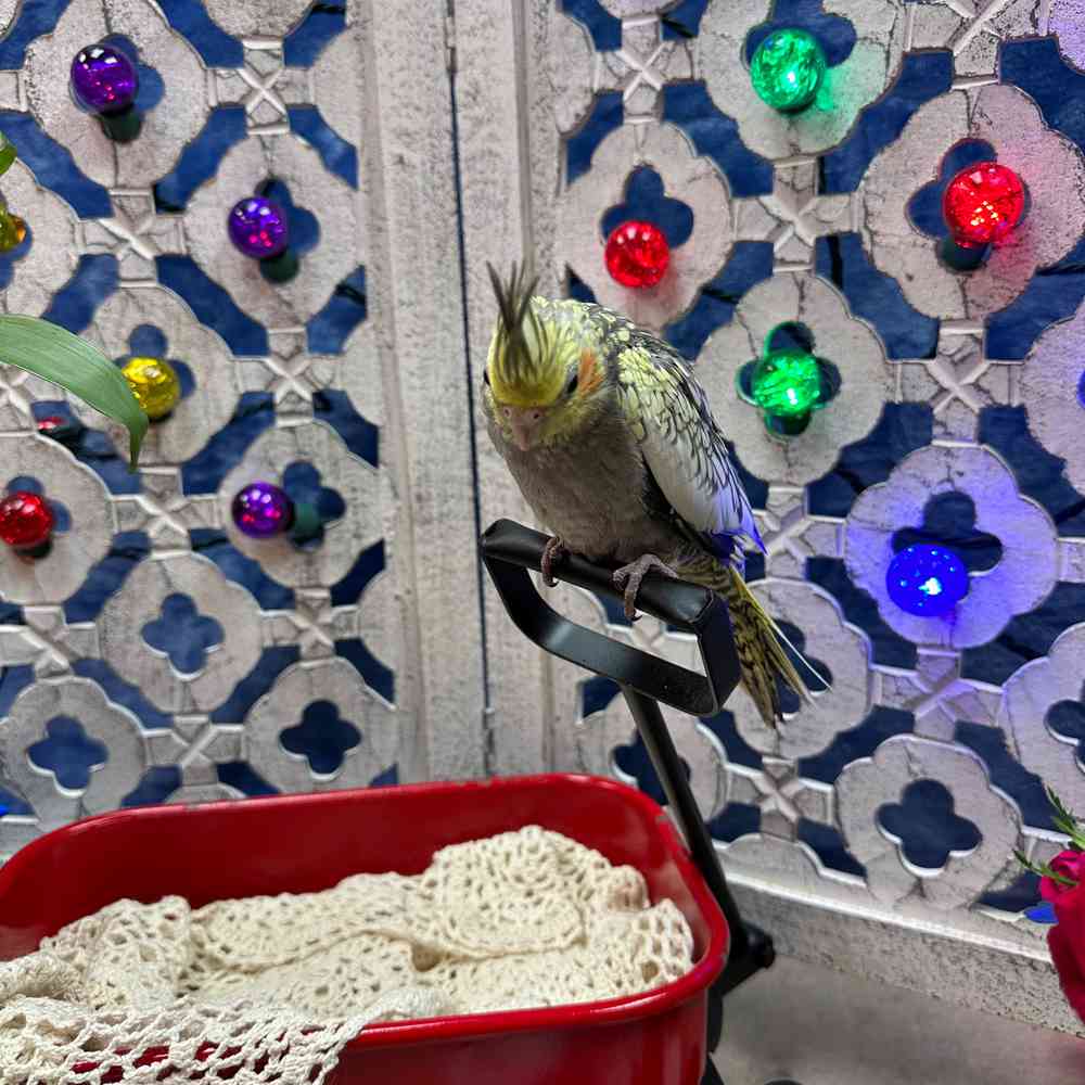 carousel pet images