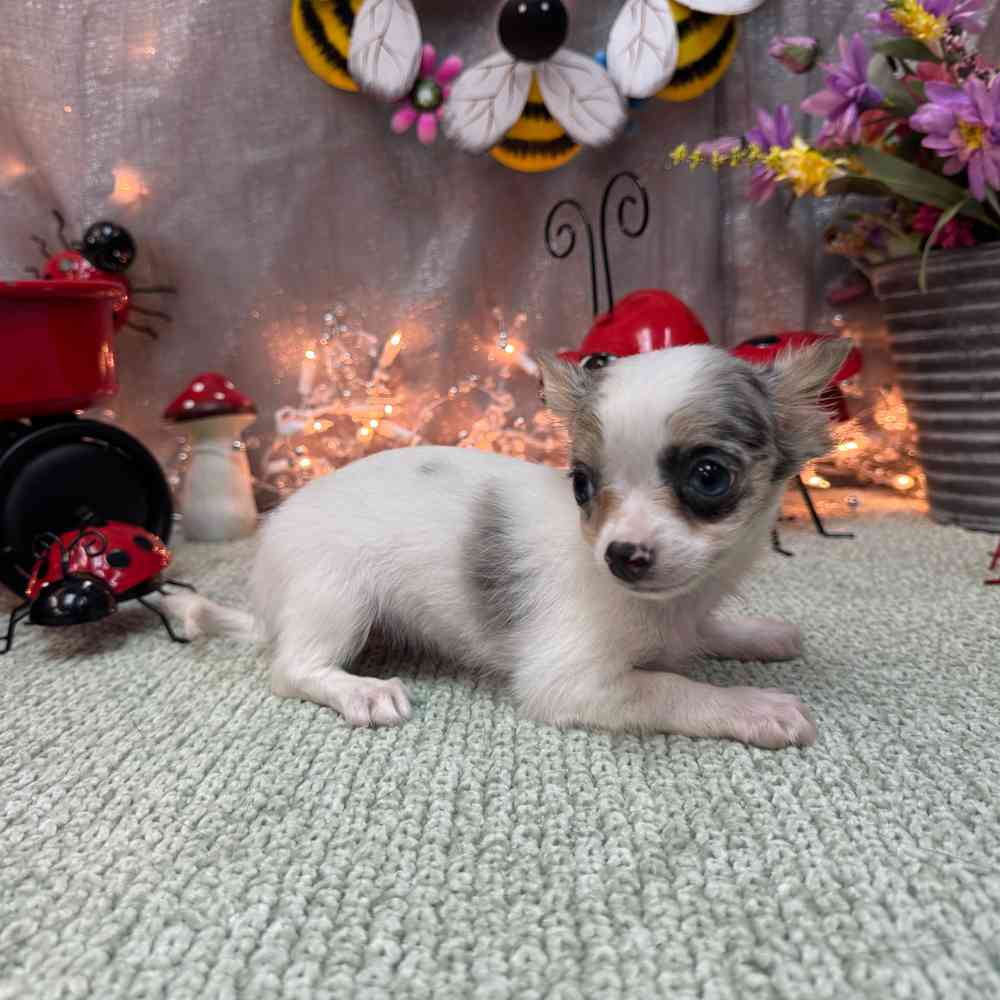 carousel pet images
