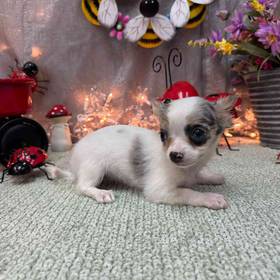 Chihuahua