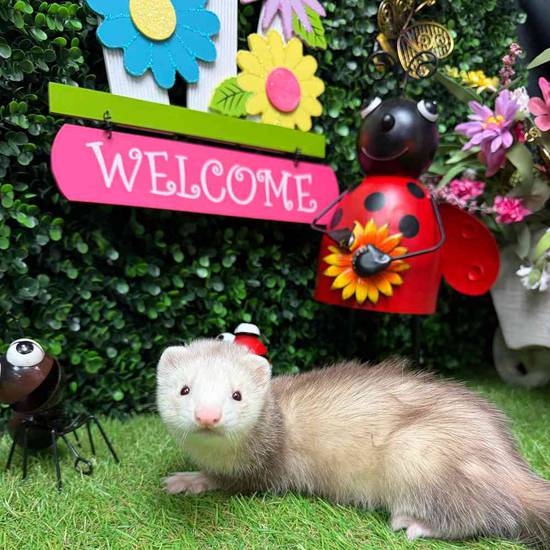 Ferret