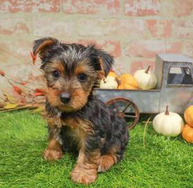 Yorkshire Terrier