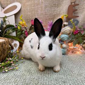 Mini Rex Mix