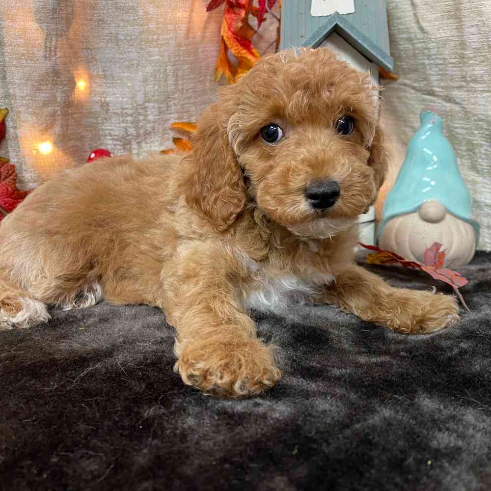 carousel pet images
