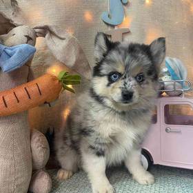 Pomsky