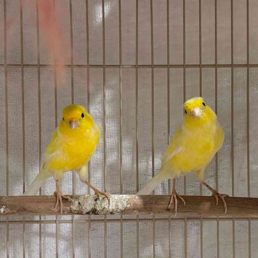 Image of a pet breed in the gallery