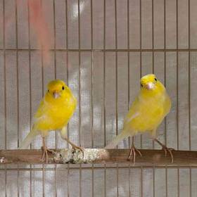 Canary