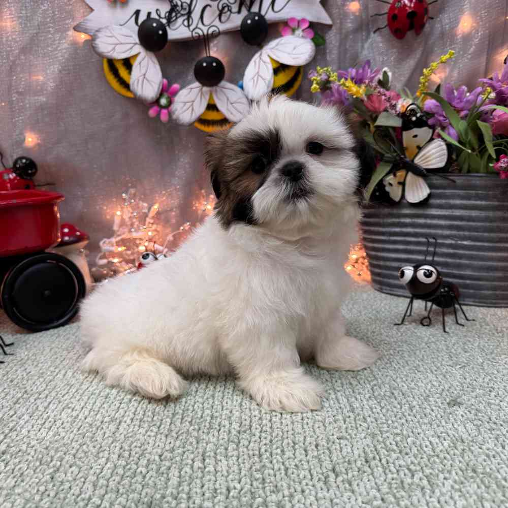 carousel pet images