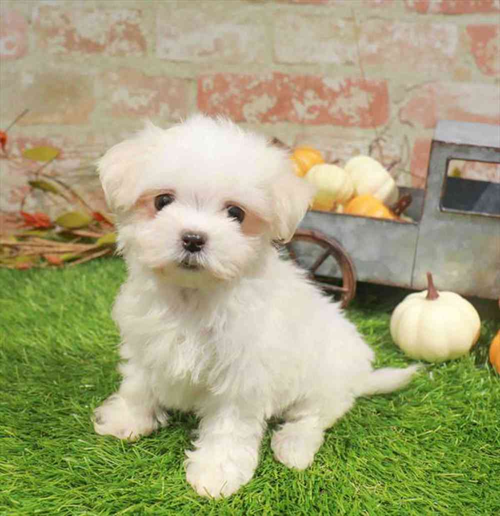 carousel pet images