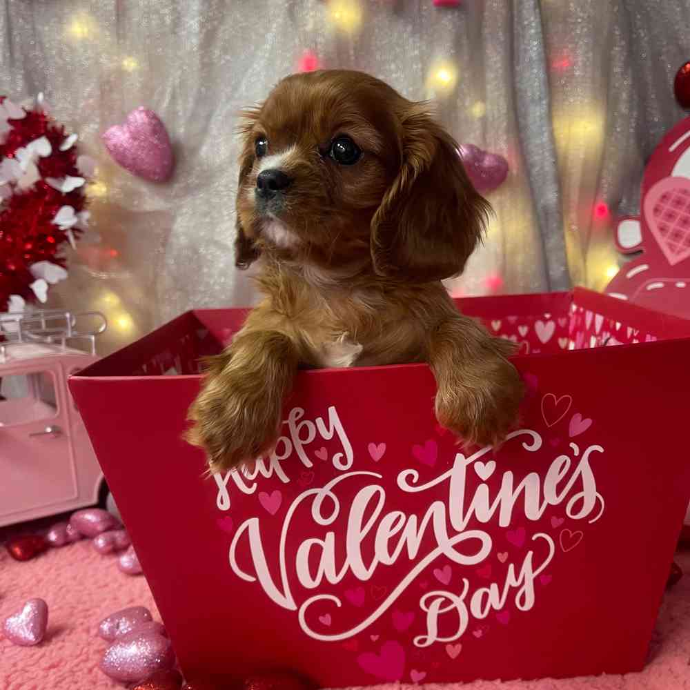 carousel pet images