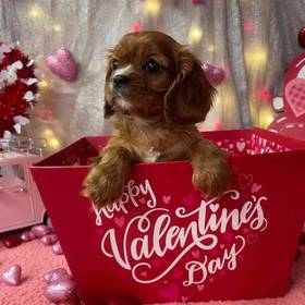 Cavalier King Charles Spaniel