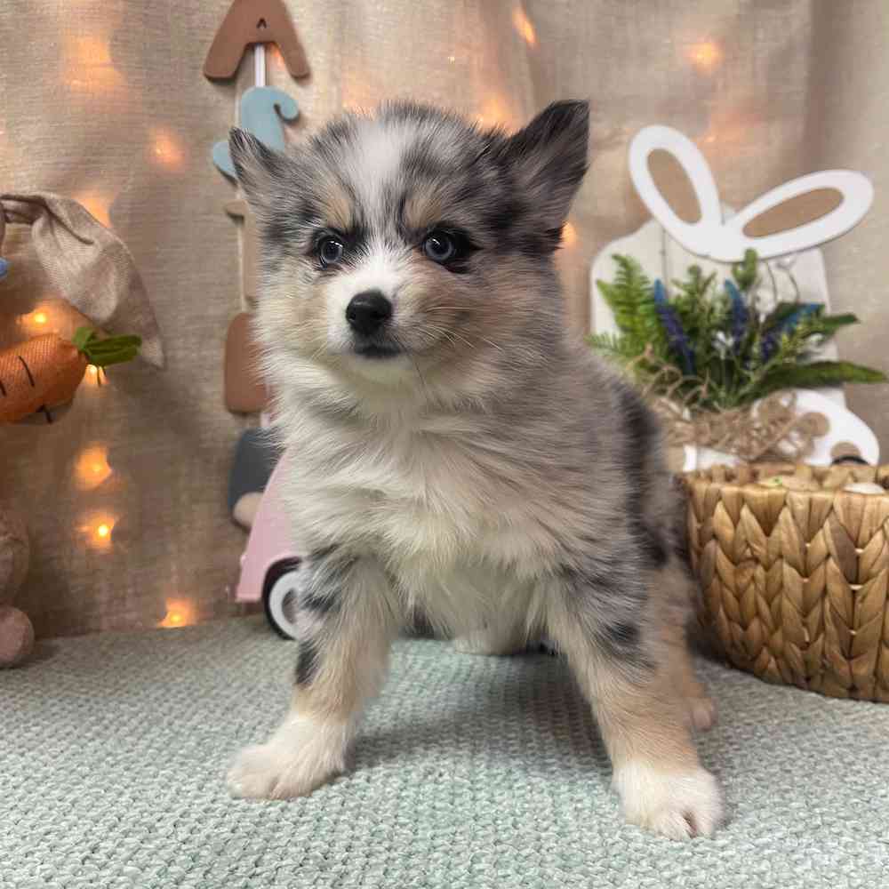 carousel pet images