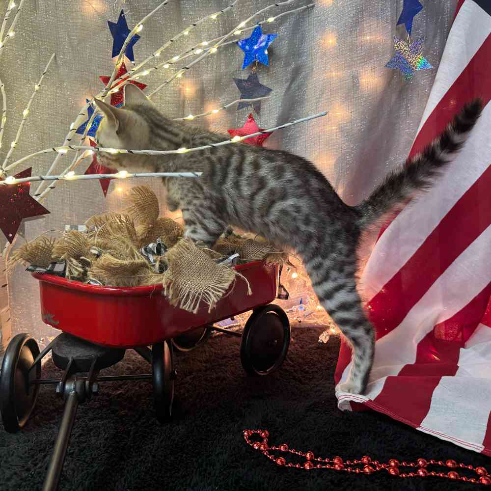 carousel pet images