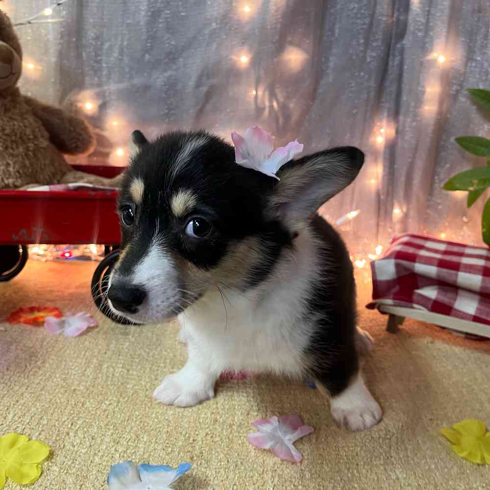 carousel pet images
